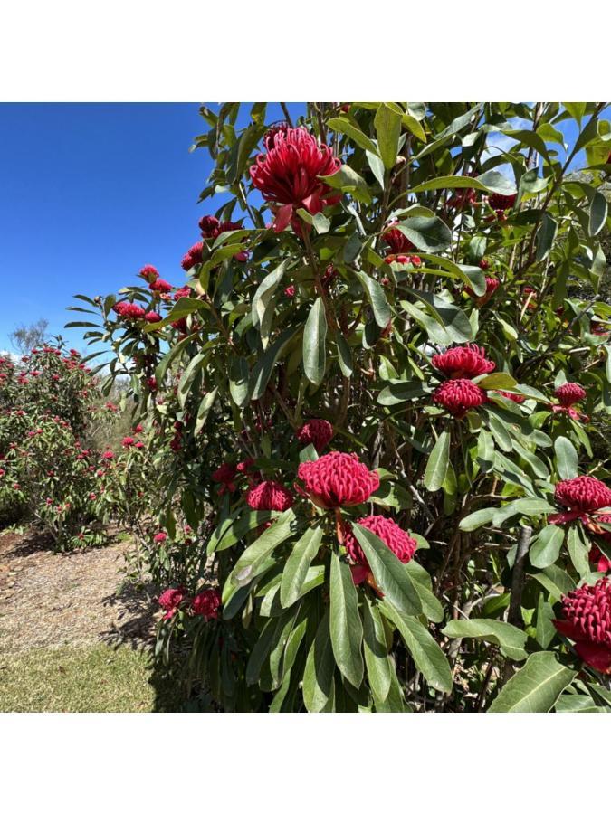 Valley Of The Waters B&B Wentworth Falls Eksteriør bilde