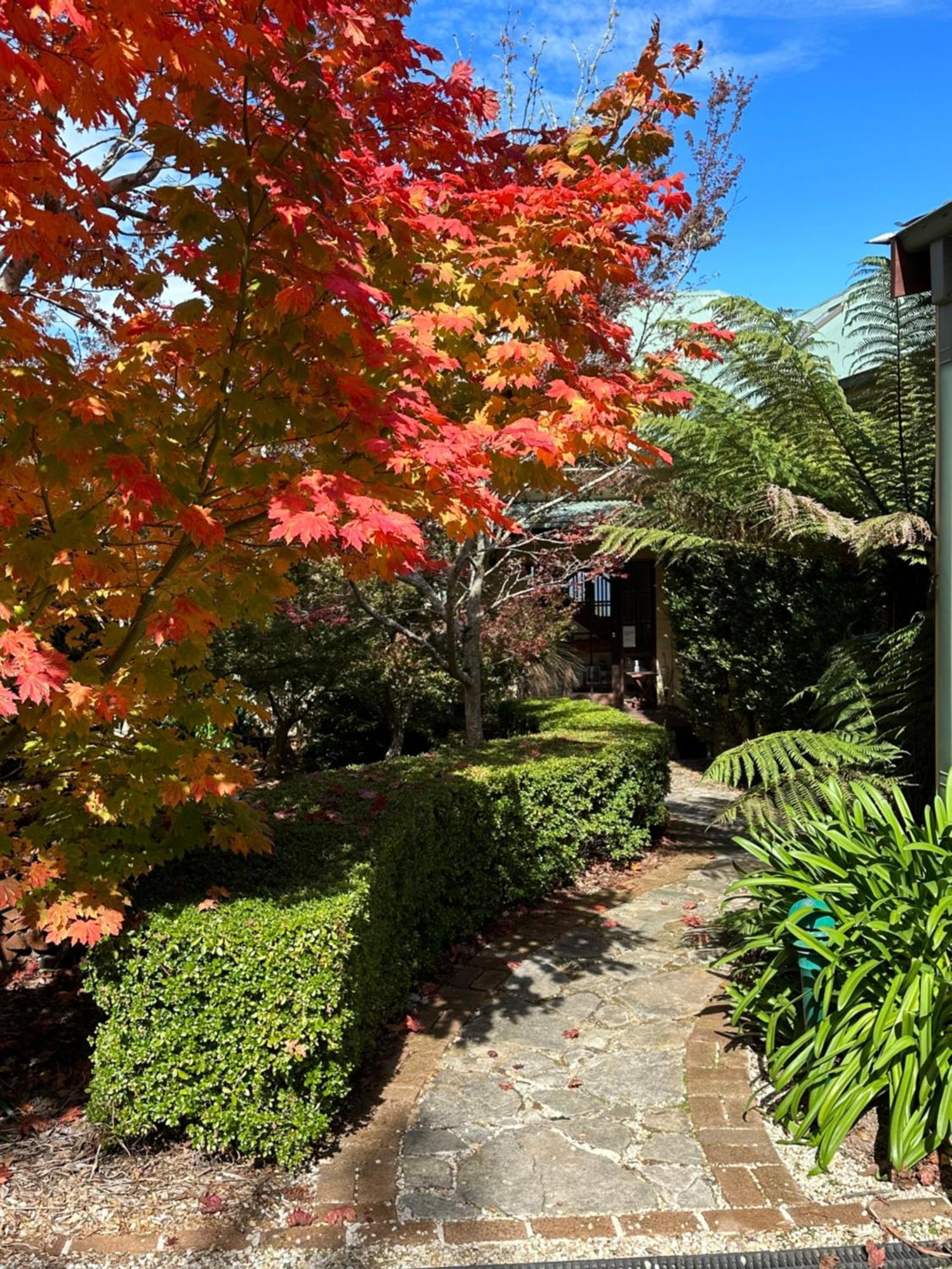 Valley Of The Waters B&B Wentworth Falls Eksteriør bilde
