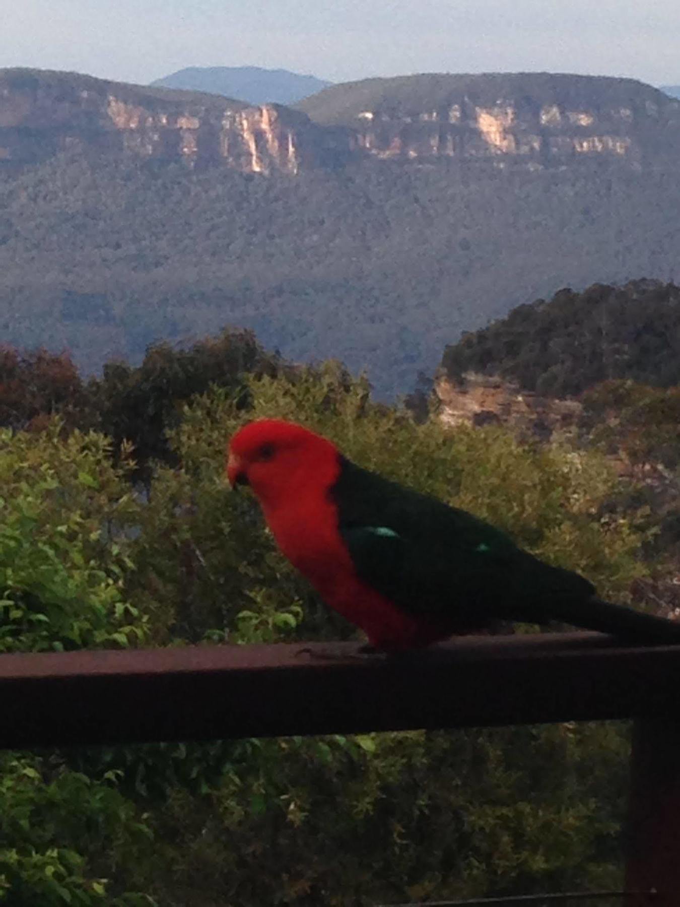 Valley Of The Waters B&B Wentworth Falls Eksteriør bilde