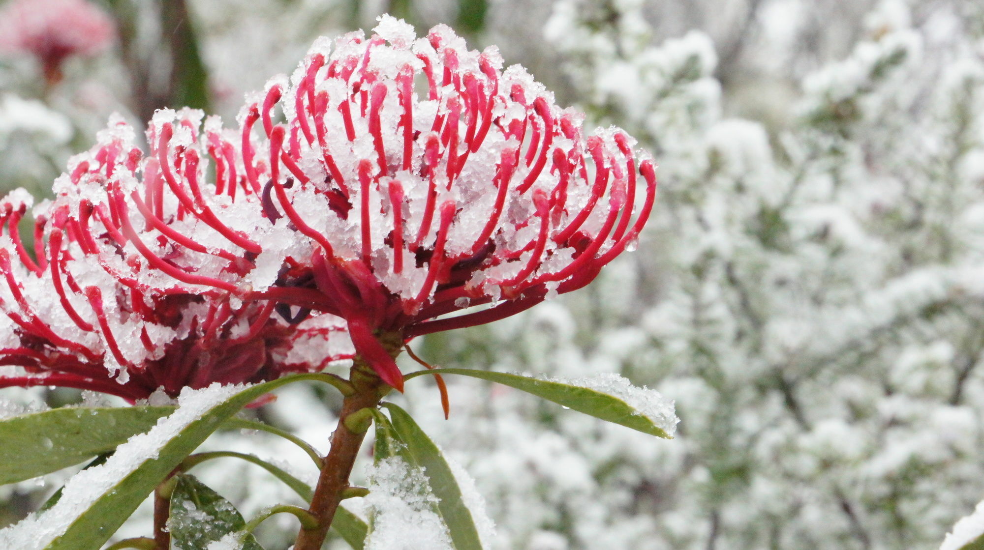 Valley Of The Waters B&B Wentworth Falls Eksteriør bilde